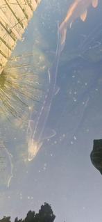 Diamant steur 1 meter+, Steur