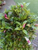 Satsuki Azalea Asukabijin bonsai, Ophalen, Overige soorten, Halfschaduw