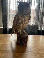 Opgezette uil op houten blokje, Verzamelen, Dierenverzamelingen, Ophalen of Verzenden, Gebruikt, Vogel, Opgezet dier