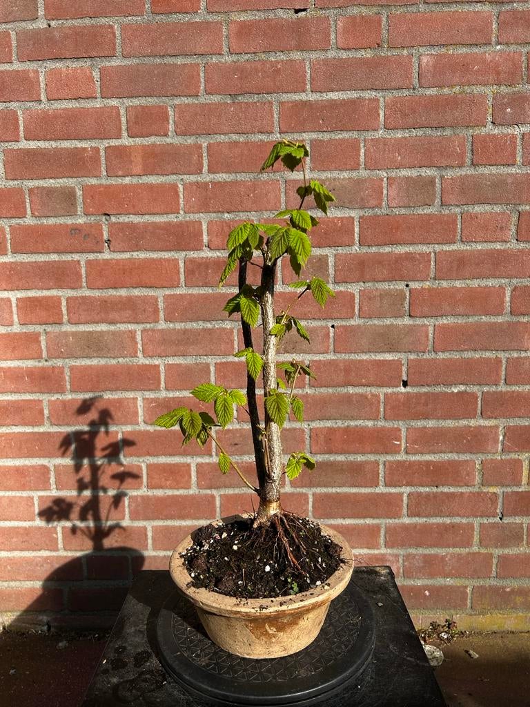 Beuk pre-bonsai, Volle zon, Vaste plant, Bloeit niet, Ophalen
