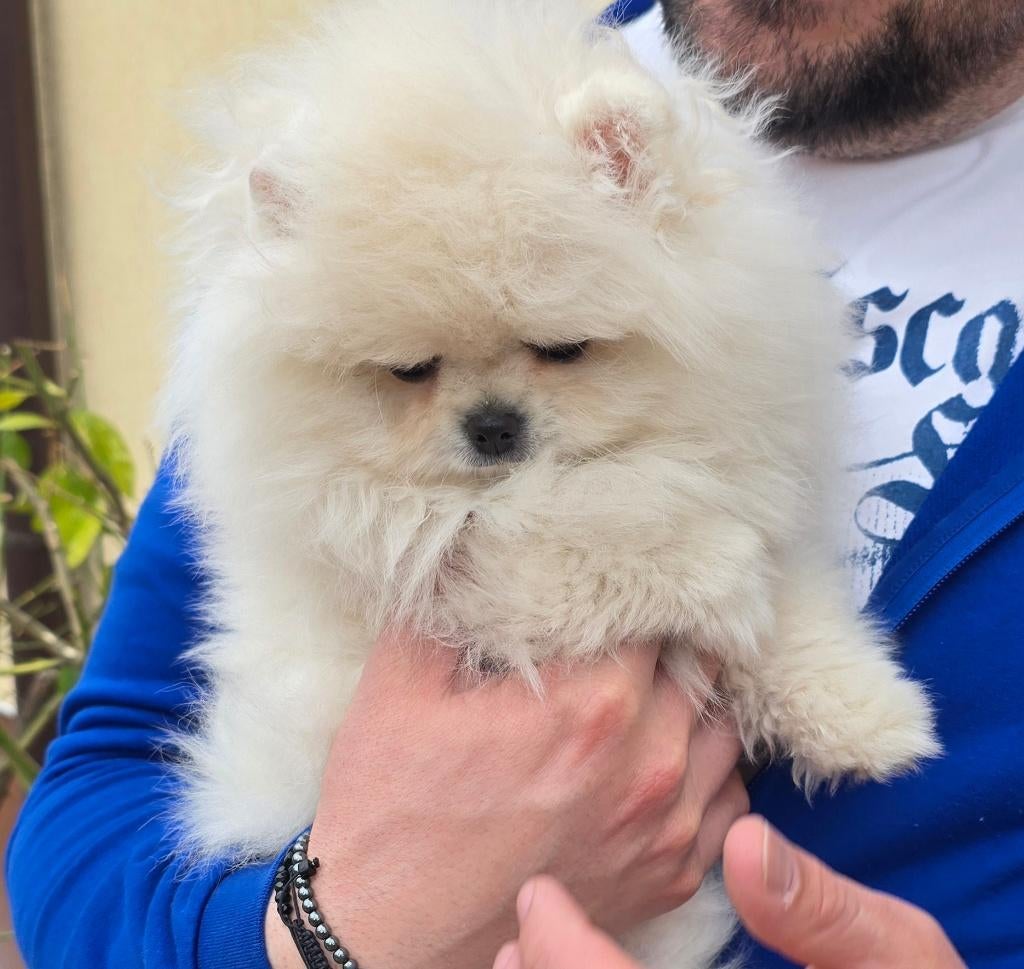 Pommerse beer, Dieren en Toebehoren, Honden | Poolhonden, Keeshonden en Oertypen, Parvo, Keeshond, 8 tot 15 weken, Buitenland