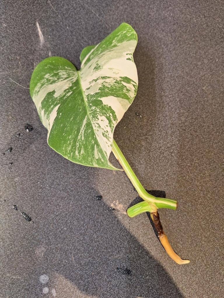 Monstera variegata stek geworteld, Ophalen of Verzenden, Halfschaduw, Minder dan 100 cm