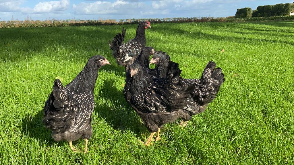 Jonge Barnevelder kippen zilver gezoomd gesekst en ingeënt, Dieren en Toebehoren, Pluimvee, Vrouwelijk, Kip