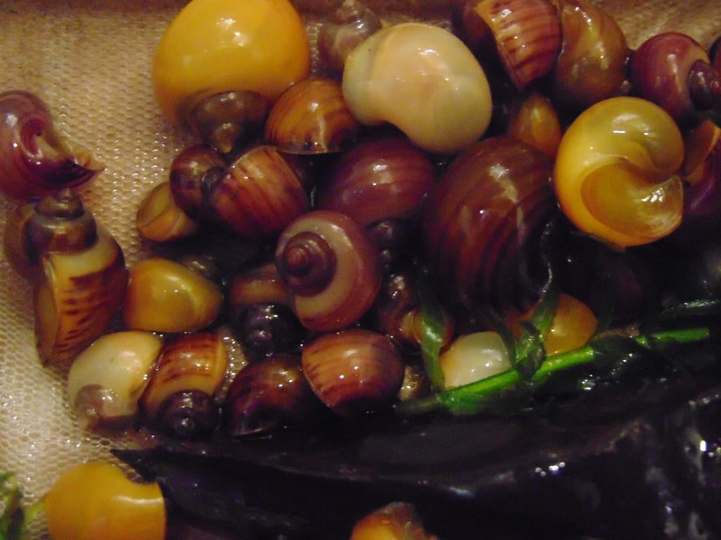 Appelslakken., Slak of Weekdier, Zoetwatervis