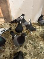 Hoogevliegers serbisch duiven, Dieren en Toebehoren, Meerdere dieren