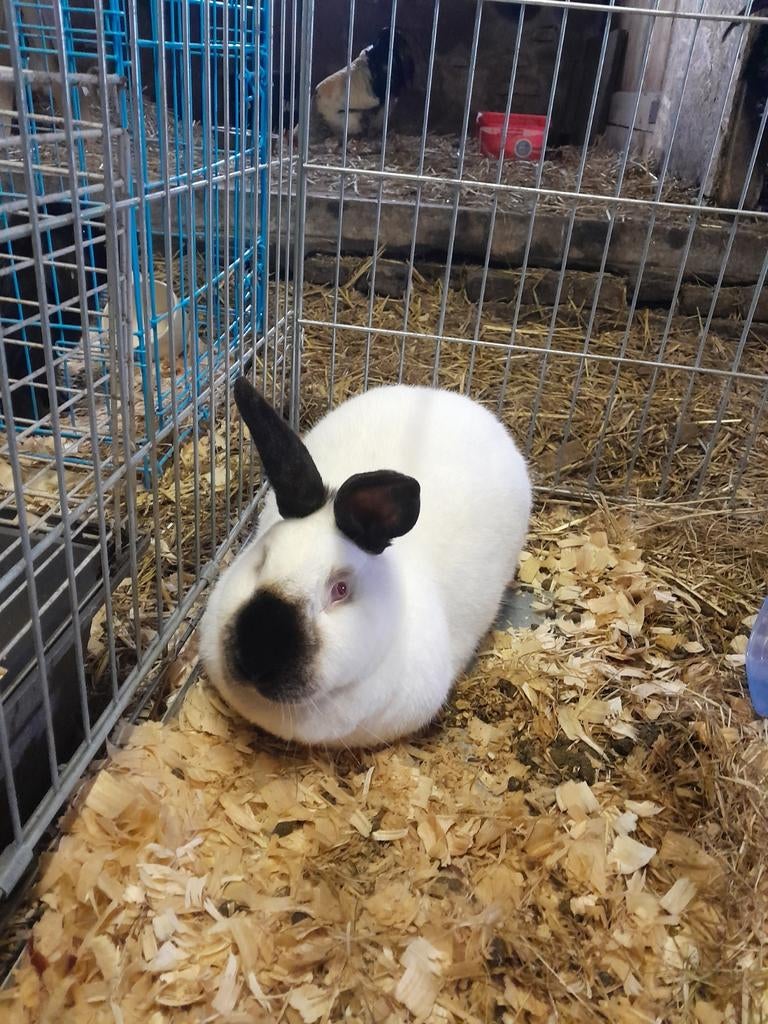 Lief californian konijn, Dieren en Toebehoren, Konijnen, Vrouwelijk, Groot, 0 tot 2 jaar