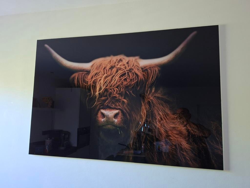 Schilderij Schotse Hooglander - Wanddecoratie, Ophalen of Verzenden