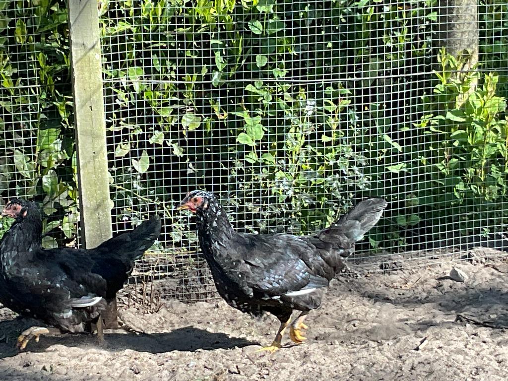 Legkippen, Dieren en Toebehoren, Pluimvee, Vrouwelijk, Kip