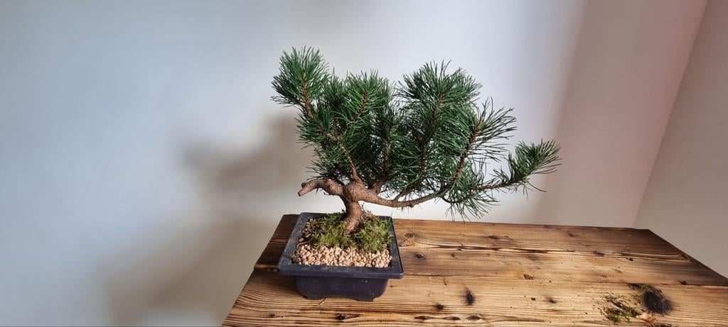 Zwarte Den Pre-Bonsai - Perfect voor Bonsai Liefhebbers, Ophalen of Verzenden, In pot, Minder dan 100 cm, Bonsai