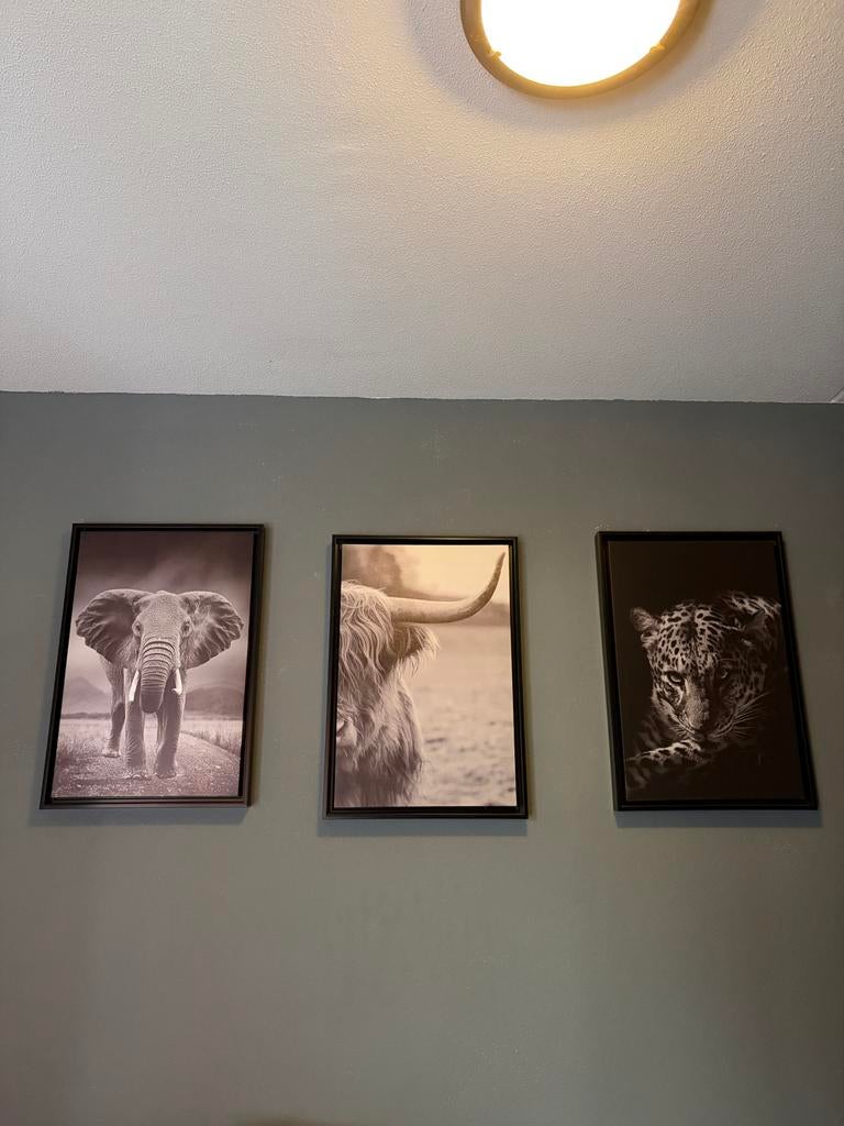 3 doeken met dierenprint: olifant, Schotse Hooglander, luipa, Ophalen, Zo goed als nieuw, Print, 50 tot 75 cm