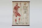 Giga Vintage schoolposter, Anatomie, menselijk lichaam, Ophalen of Verzenden, Overige thema's