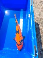 Koi's te koop, Dieren en Toebehoren, Karper of Koi