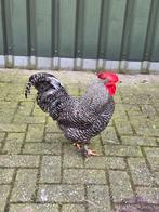 Haan, Dieren en Toebehoren, Pluimvee, Mannelijk, Kip