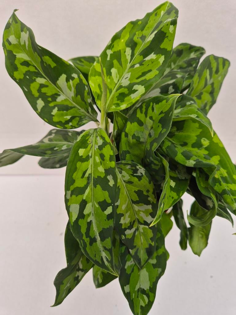 Aglaonema Pictum Tricolor p12, Ophalen of Verzenden, Halfschaduw, Minder dan 100 cm