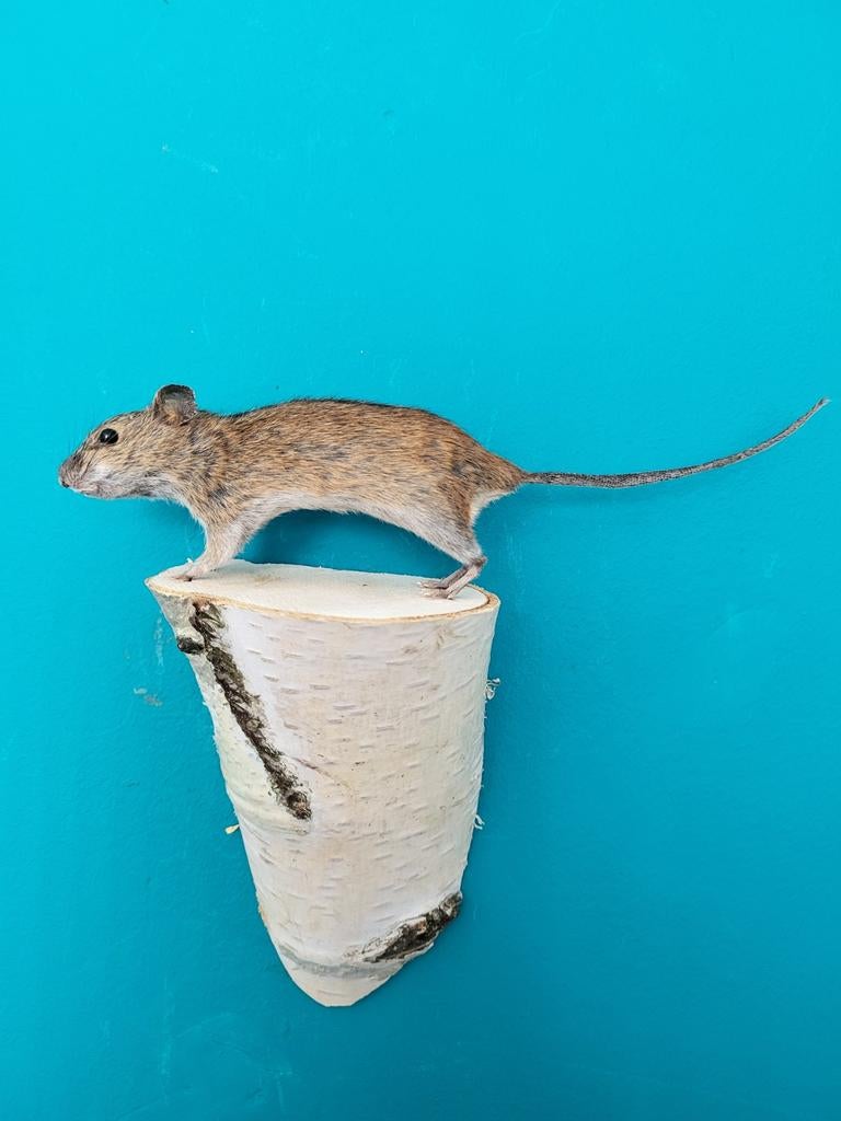 Een prachtige opgezette muisje nr 9 om op te hangen!, Verzamelen, Dierenverzamelingen, Ophalen of Verzenden, Nieuw, Overige soorten