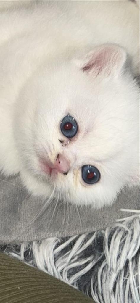 Britse korthaar katers, Dieren en Toebehoren, Katten en Kittens | Overige Katten, Kater