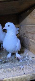 Takla duivin vermist (€50 beloning), Dieren en Toebehoren, Vogels | Duiven, Vrouwelijk