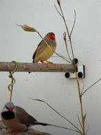 Binsen astrilde. Man, Dieren en Toebehoren, Vogels | Overige Vogels, Mannelijk, Geringd