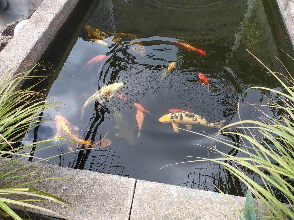 koi karper [groot 35 cm] diversen siervis gemengde vijver!, Ophalen