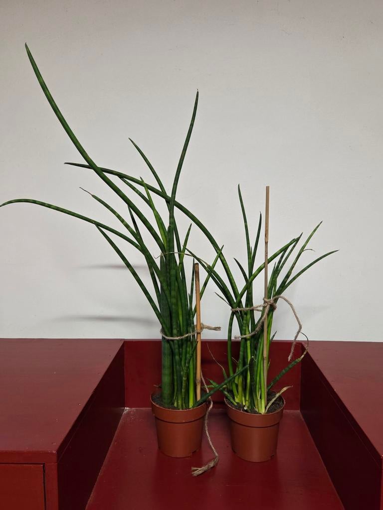 2 kamperplanten Sansevieria cylindrica afrikaanse speer, Ophalen of Verzenden, Halfschaduw, Minder dan 100 cm