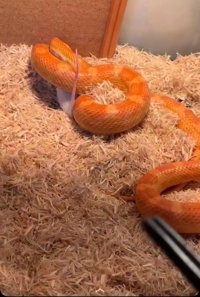 Twee rattenslangen (lees beschrijving) Rat Snake - unknown for sale from Mil