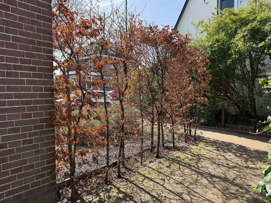 13 Beukenhagen van 265 cm hoog, Ophalen, Beukenhaag, Haag, 250 cm of meer