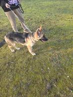 Duitse herder, 15 weken tot 1 jaar, Teef, Parvo, Eén hond