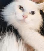 Mooie white solid Ragdoll poes. NIET DOOF. (herplaatser), Dieren en Toebehoren, Poes, Gechipt