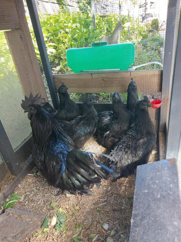Ayam Cemani Raszuiver 5 hennen 1 haan, Dieren en Toebehoren, Pluimvee, Meerdere dieren, Kip