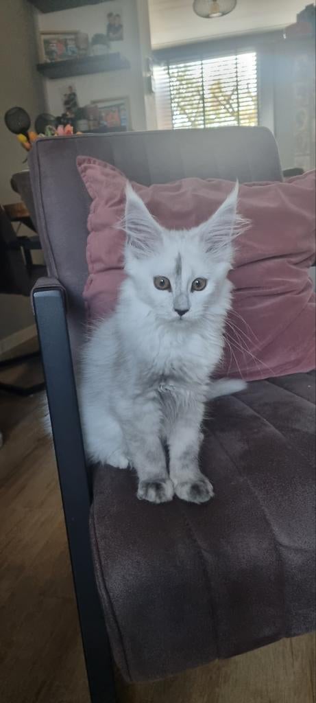 Super mooie en uniek maine coon poesje, Dieren en Toebehoren, Katten en Kittens | Raskatten | Langhaar, Poes, Ontwormd