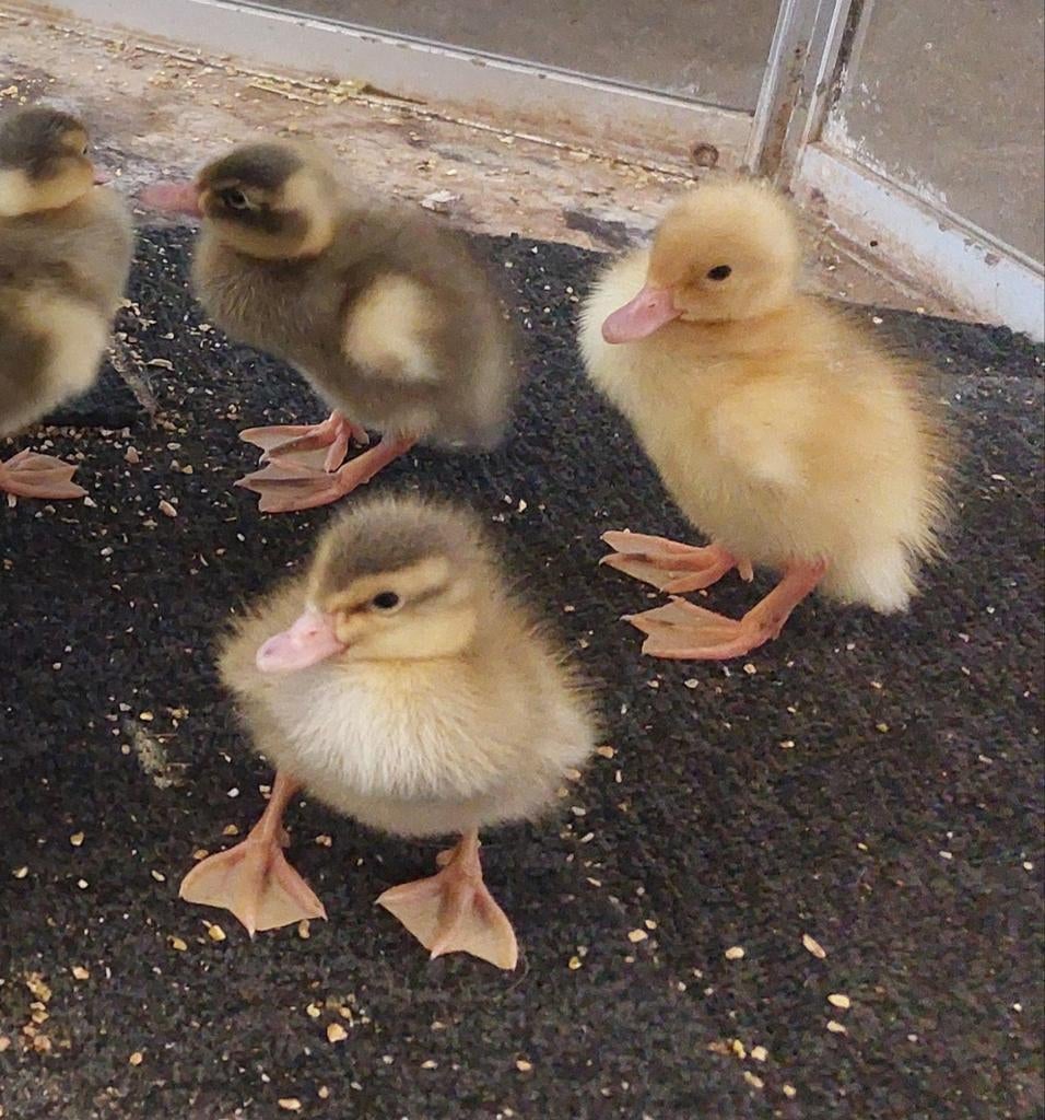 Jonge Indische loopeenden, Dieren en Toebehoren, Pluimvee, Meerdere dieren, Eend