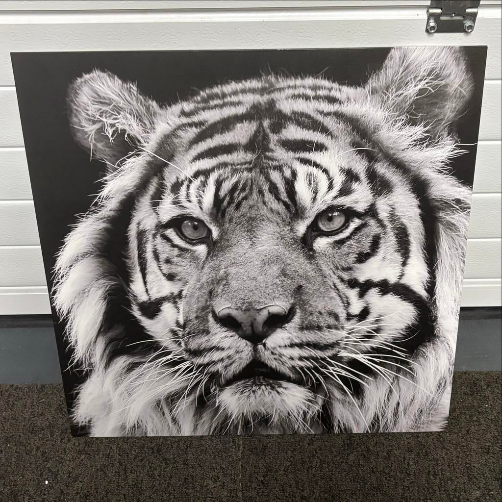 Schilderij kinderkamer leeuw zwart/wit 60x60, Ophalen, Gebruikt, Schilderij, 50 tot 75 cm