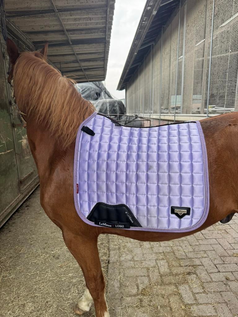 Lemieux loire L wisteria, Dieren en Toebehoren, Paarden en Pony's | Dekens en Dekjes, Ophalen of Verzenden, Zo goed als nieuw