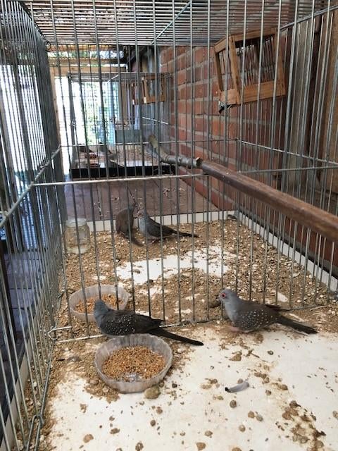 Diamantduiven, Dieren en Toebehoren, Vogels | Duiven, Meerdere dieren, Overige soorten