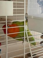 Agapornis met kooi en toebehoren, Dieren en Toebehoren, Vogels | Parkieten en Papegaaien, Vrouwelijk, Dwergpapegaai of Agapornis