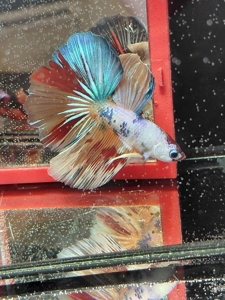 Koi betta man halfmoon, Dieren en Toebehoren, Vis
