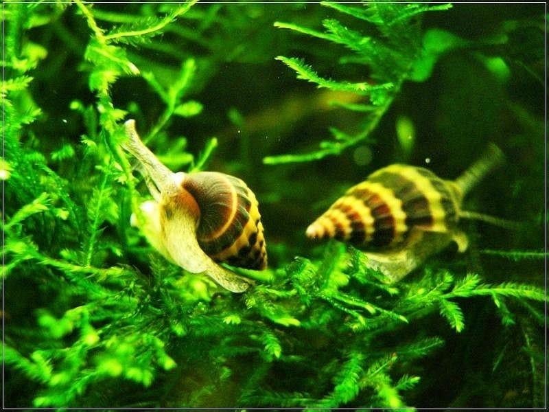 Anatome HELENA SLAKKEN, Slak of Weekdier