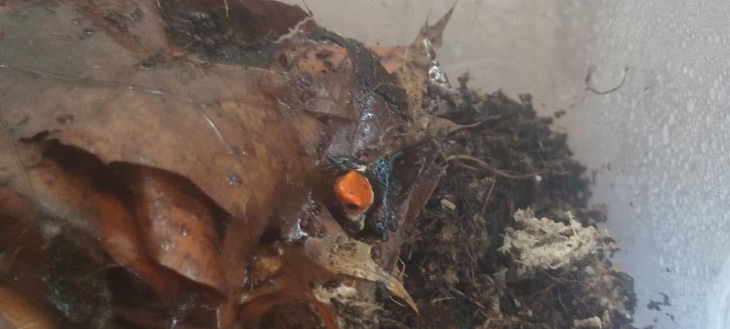 Ranitomeya fantastica gifkikker, Dieren en Toebehoren, Hagedis, 0 tot 2 jaar