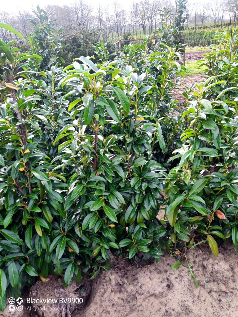 Partij 70 Prunus genolia smal blijvende laurier 80-140cm, Ophalen of Verzenden, Laurier, Struik, 100 tot 250 cm