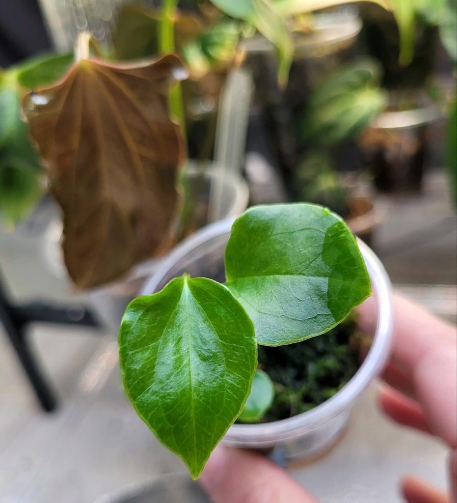 Anthurium indo portillae x one stemcutting, Huis en Inrichting, Kamerplanten, Ophalen of Verzenden, Halfschaduw, Minder dan 100 cm