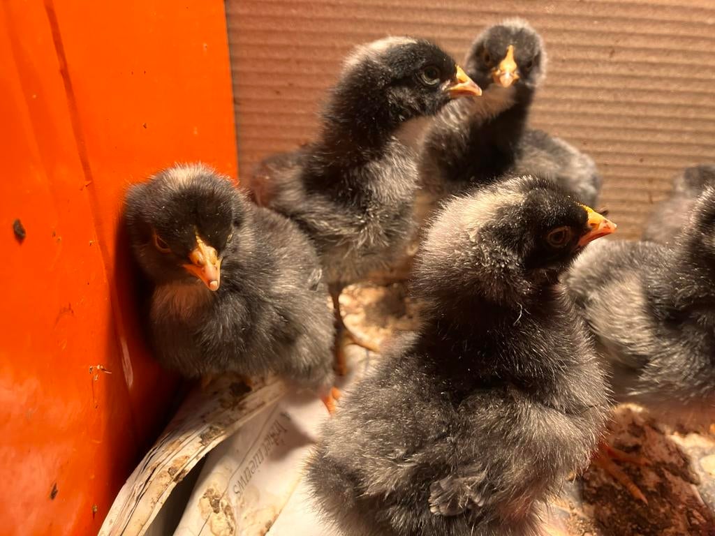 Amrock kuikens (10 stuks), Dieren en Toebehoren, Pluimvee, Geslacht onbekend, Kip
