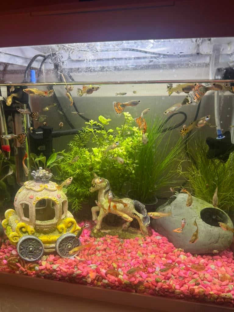 Guppen te koop, Dieren en Toebehoren, Vissen | Aquariumvissen, Vis