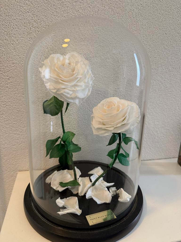 Witte rozen in glazen stolp - Saint Blue Roses, Ophalen of Verzenden, Zo goed als nieuw