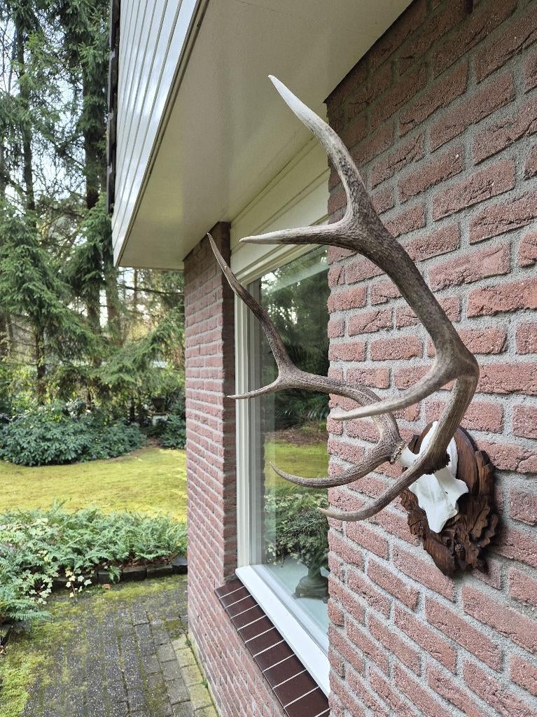 Mooi Edelhert Gewei Jacht Mancave Jacht Hut Landelijk f82, Verzamelen, Dierenverzamelingen, Zo goed als nieuw, Gewei of Kop, Hert