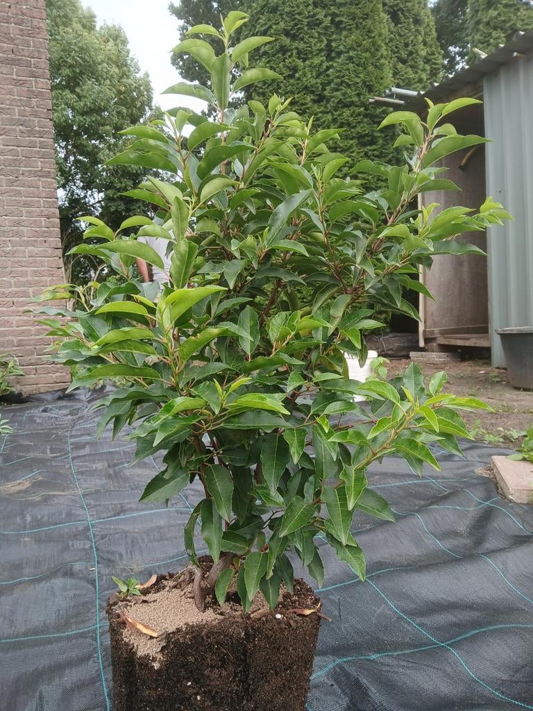 Prunus lusitanica angustofolia, Tuin en Terras, Planten | Struiken en Hagen, Ophalen, Haag, Minder dan 100 cm, Laurier
