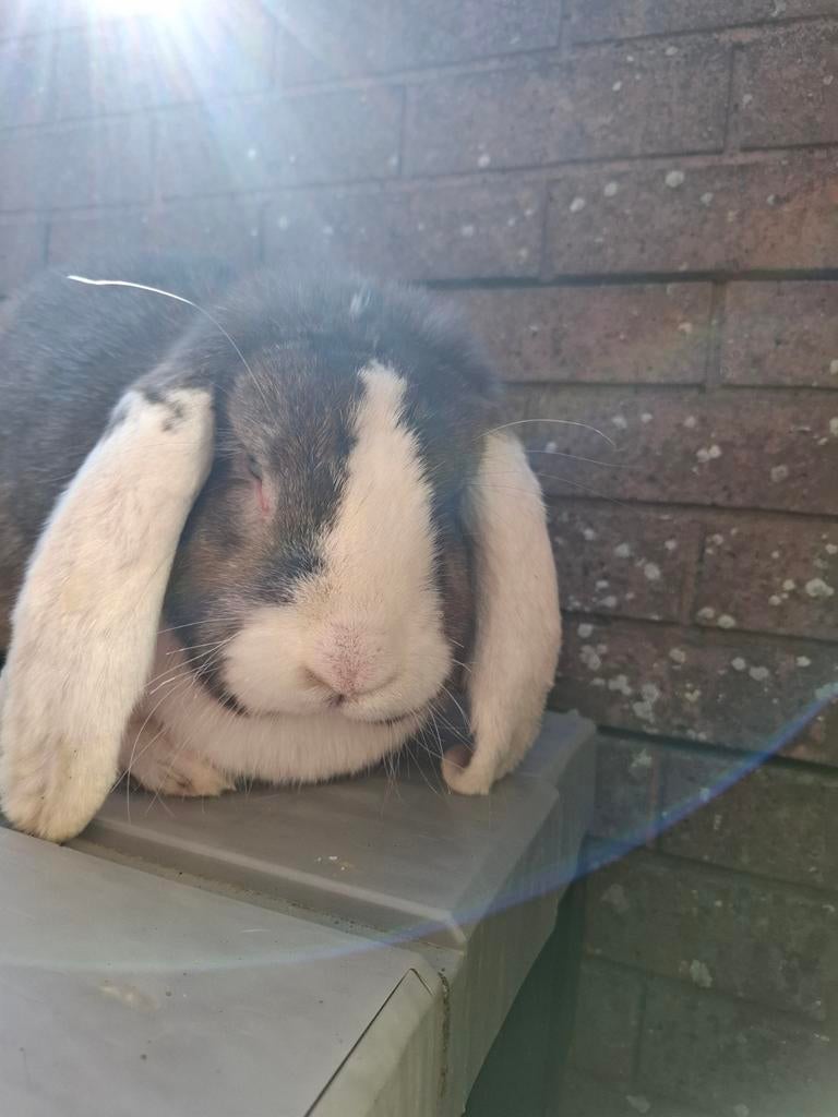 Franse Hangoor ram bruin grannen met wit blauw oog, Dieren en Toebehoren, Konijnen, Mannelijk, Groot, Hangoor