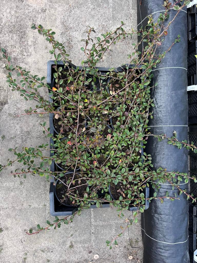Verse Cotoneaster - Bodembedekker voor Tuin en Park, Tuin en Terras, Planten | Tuinplanten, Bodembedekkers, Volle zon, Vaste plant