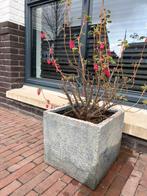 Plantenbak met ribes Amore, Ophalen of Verzenden, Zo goed als nieuw, Kunststof