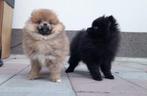 Pomeriaan pups van lieve ouders, België, Particulier, Parvo, Overige rassen