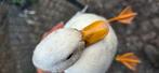 Diverse kwakers  eenden, Dieren en Toebehoren, Vogels | Overige Vogels, Meerdere dieren